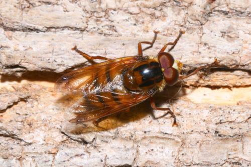 Volucella inanis