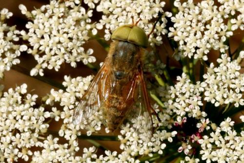 Atylotus fulvus