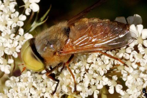 Atylotus fulvus