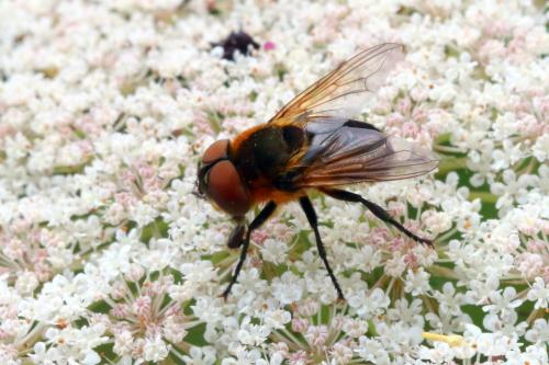 Phasia hemiptera