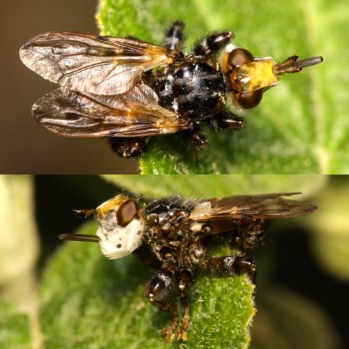 Myopa picta
