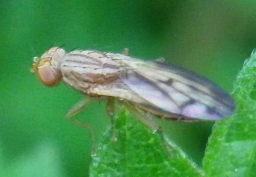 Opomyza petrei