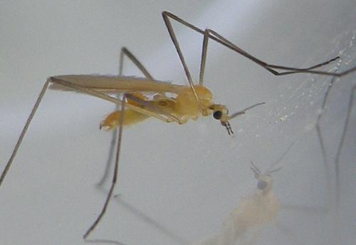 Molophilus appendiculatus