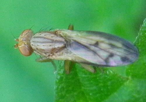 Opomyza petrei