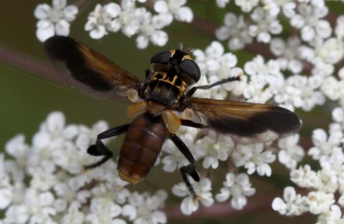 Trichopoda pictipennis
