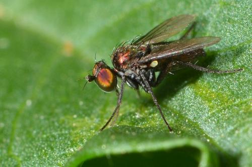 Chrysotus sp.