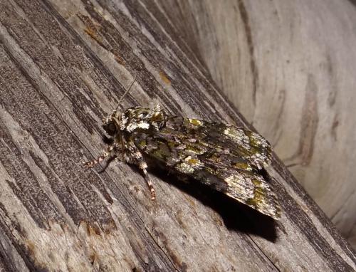 Réf. 146 104 : Craniophora ligustri