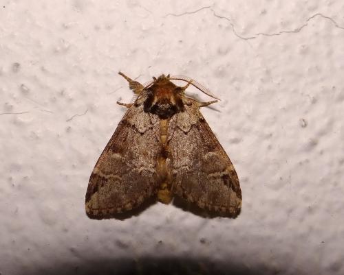 Réf. 146 295 : Drymonia melagona