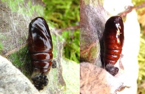 Réf. 146 096 : Clostera pigra