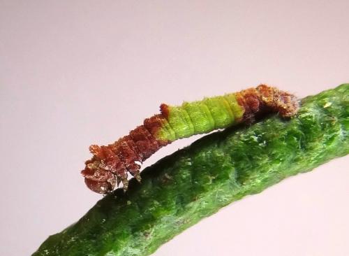 Réf. 146 365 : Geometra papilionaria