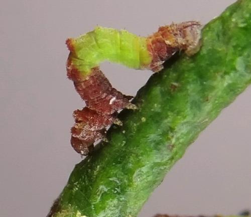 Réf. 146 364 : Geometra papilionaria