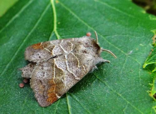 Réf. 146 476 : Clostera pigra