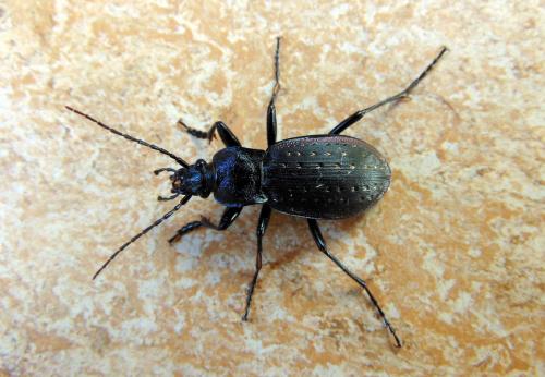 Réf. 146 998 : Carabus hortensis