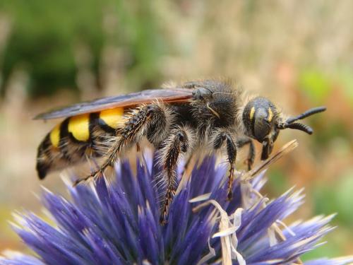 Colpa sexmaculata