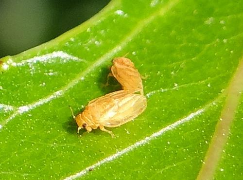 Camarotoscena subrubescens