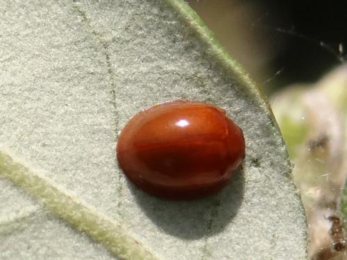 Exochomus quadripustulatus