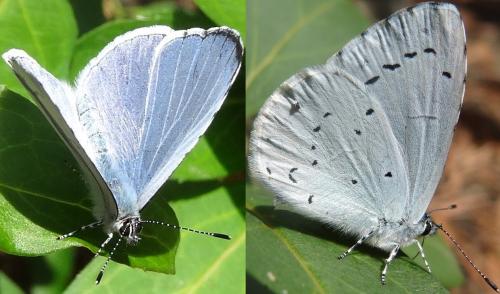 Celastrina argiolus