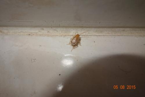 Ectobius sp.