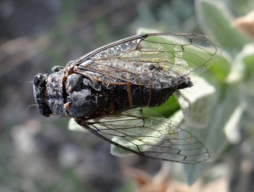 Cicadatra atra
