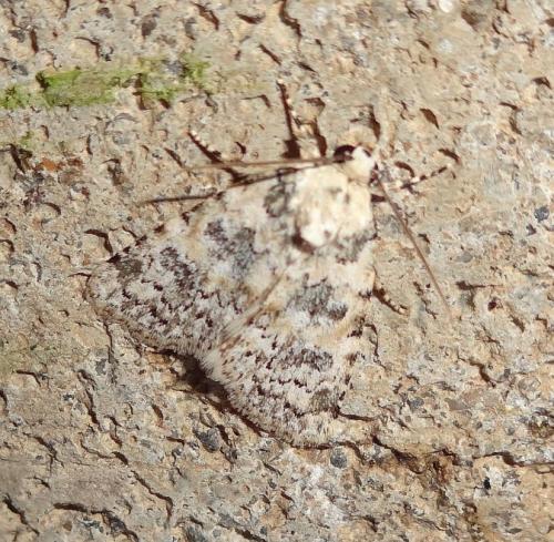 Bryophila domestica