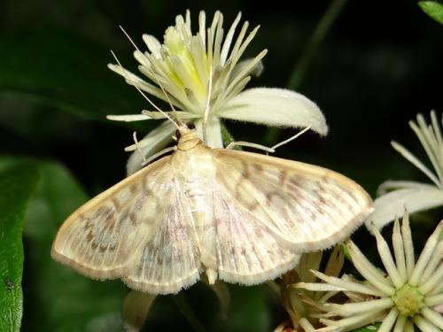 Réf. 146 171 : Pleuroptya ruralis