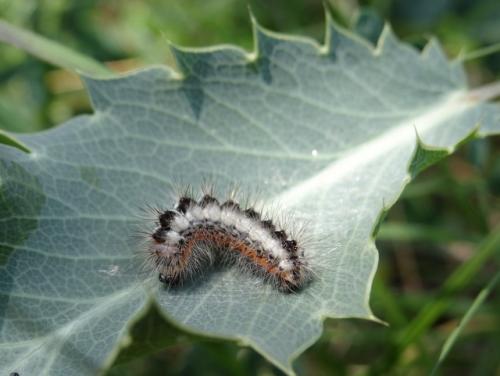 Réf. 146 484 : Acronicta euphorbiae