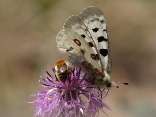 Réf. 146 946 : Parnassius apollo