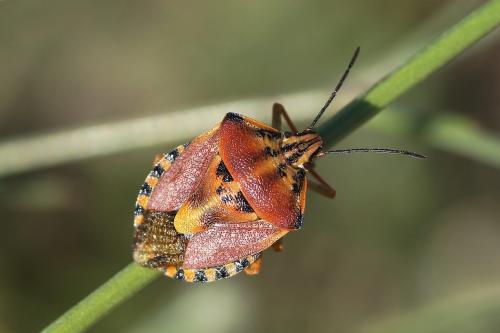 Réf. 146 421 : Carpocoris pudicus