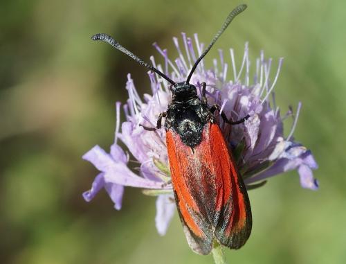 Réf. 146 103 : Zygaena erythrus