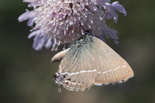 Réf. 146 428 : Satyrium spini
