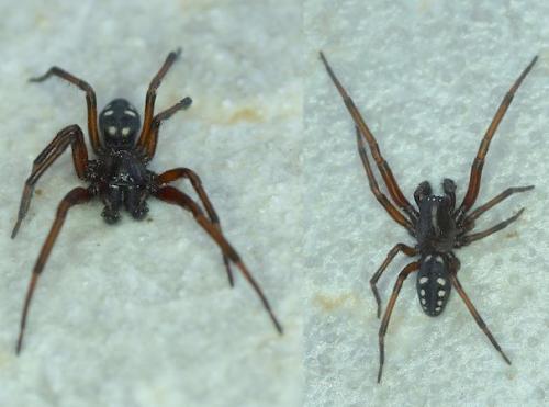 Réf. 146 627 : Nurscia albomaculata