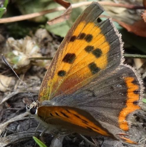 Lycaena phlaeas