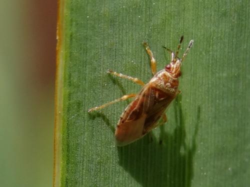 Chilacis typhae