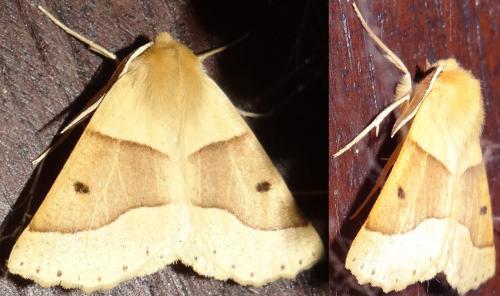 Réf. 146 552 : Crocallis elinguaria