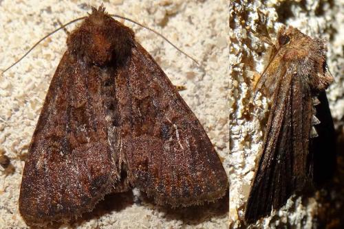 Réf. 146 838 : Mesapamea sp.