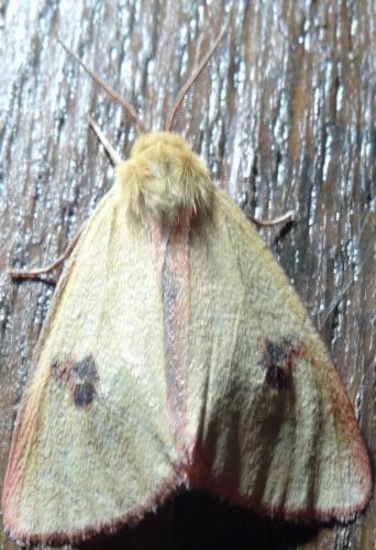 Diacrisia sannio