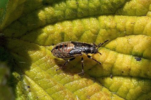 Heterogaster urticae