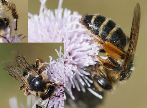 Andrena flavipes