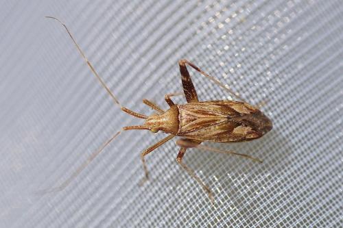 Réf. 146 904 : Phytocoris sp.
