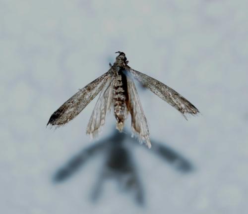 Réf. 146 959 : Phycitinae inconnu