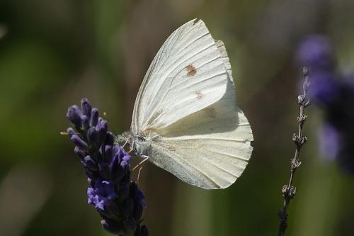 Réf. 146 182 : Pieris rapae