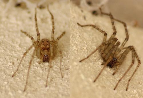Tegenaria sp.