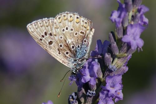 Polyommatus bellargus