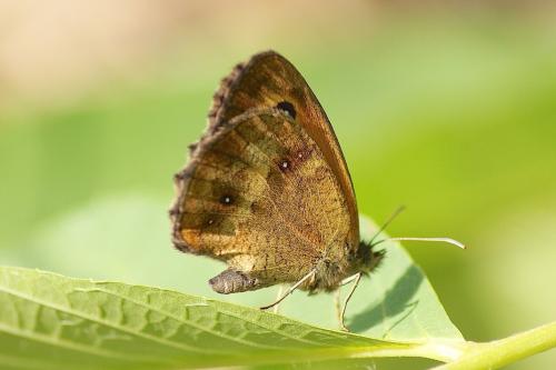 Réf. 146 105 : Pyronia tithonus