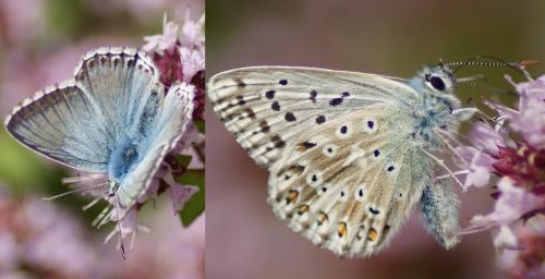 Polyommatus coridon