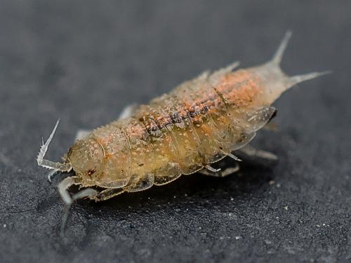 Trichoniscoides sp.