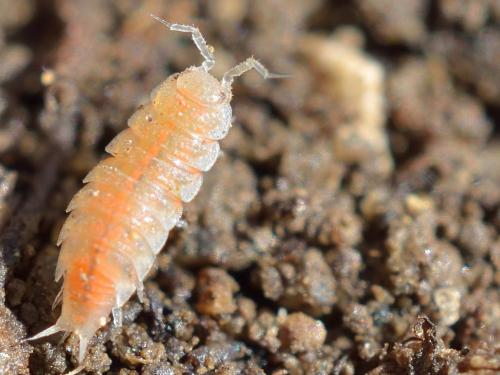 Trichoniscoides sp.