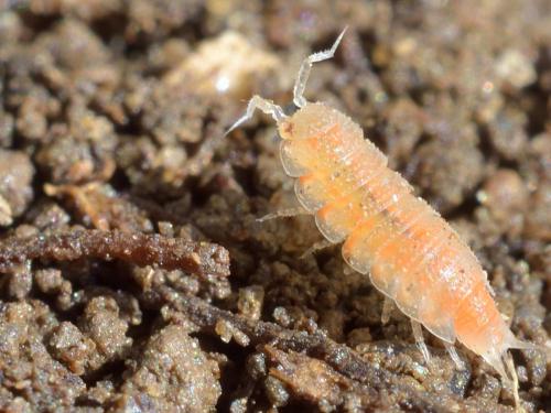 Trichoniscoides sp.