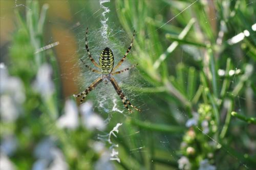 Argiope bruennichi