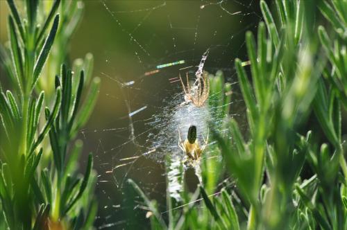 Argiope bruennichi